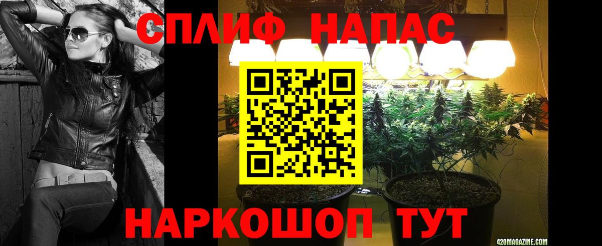Каннабис планчик Лабытнанги